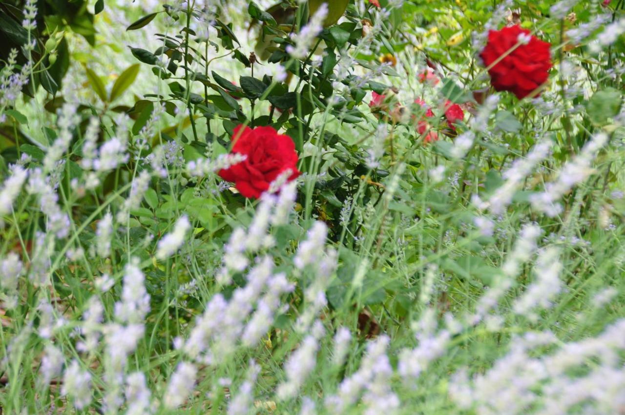 Mas Du Perthus Bed and Breakfast Cassis Buitenkant foto